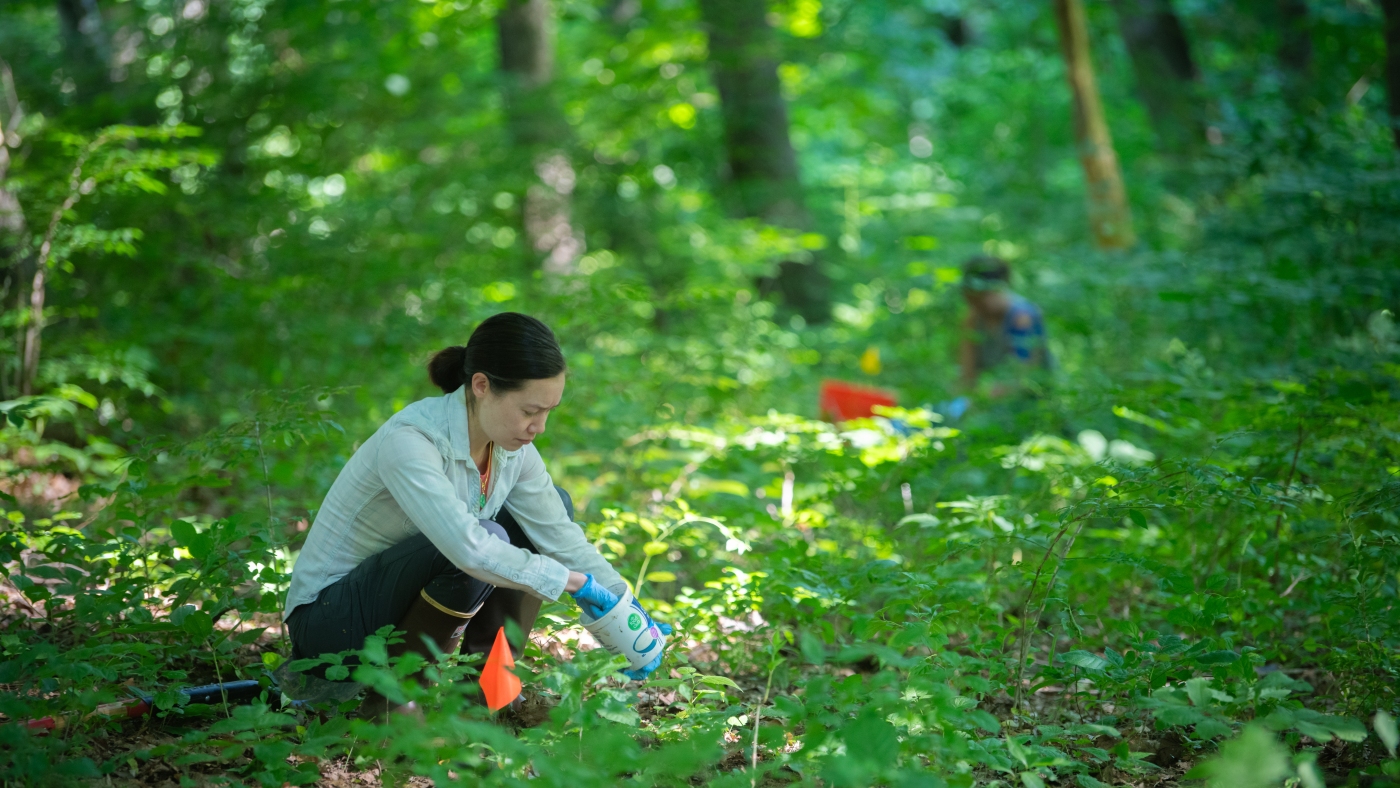 Respect the dung beetle! It's helping keep forests healthy : NPR