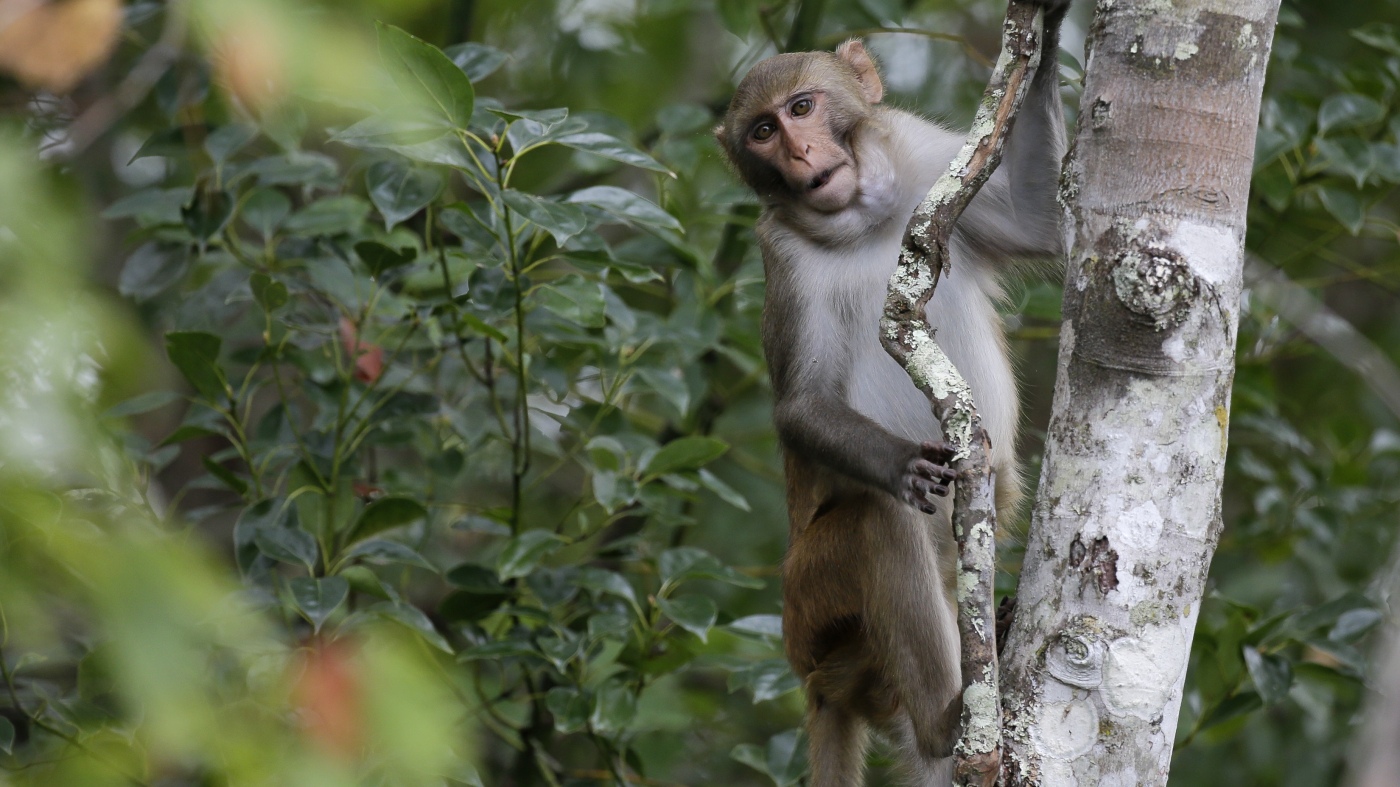 Monkeys still roaming South Carolina town after dramatic lab escape last week : NPR