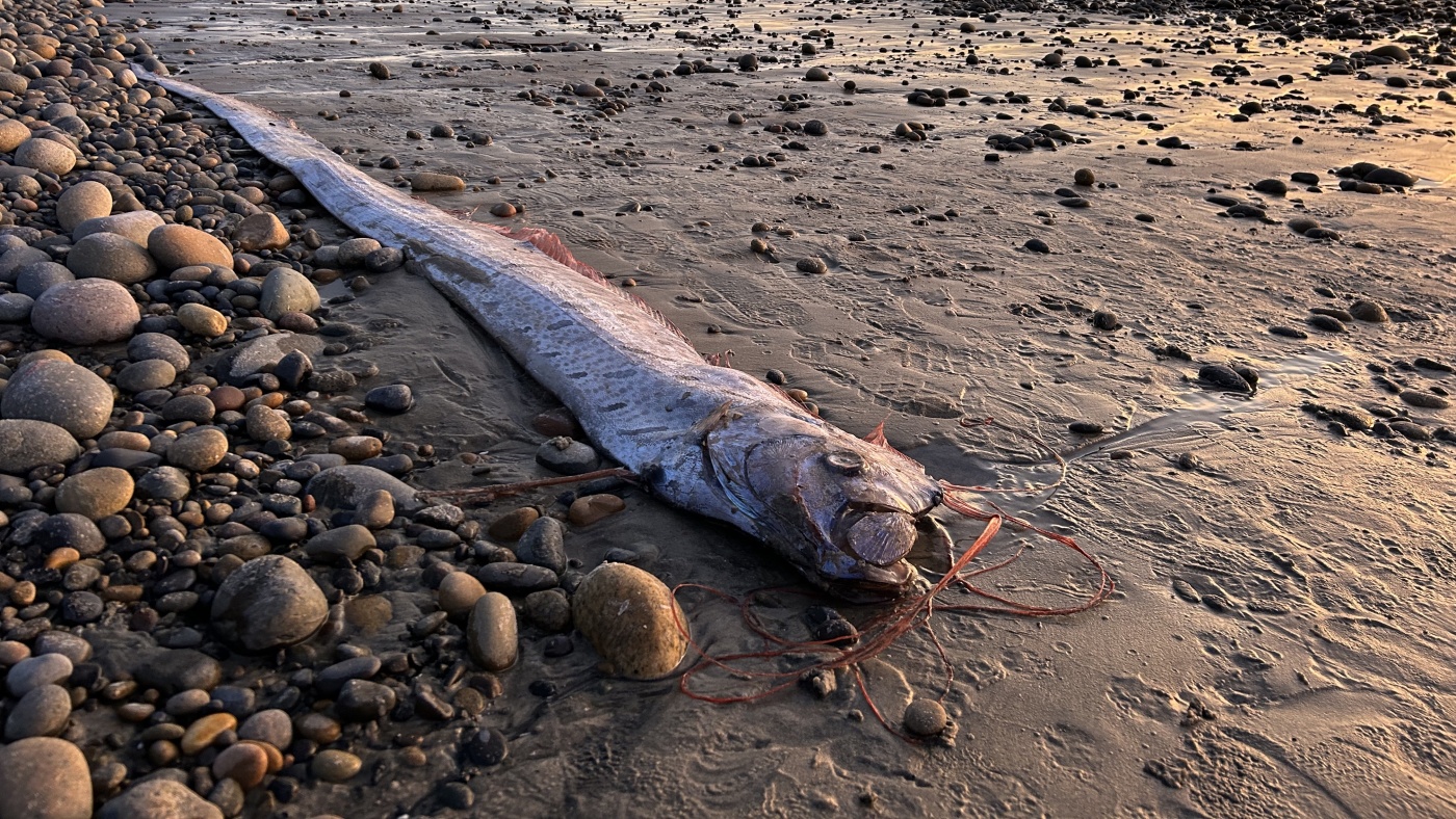 The muddled folklore about oarfish washing ashore : NPR