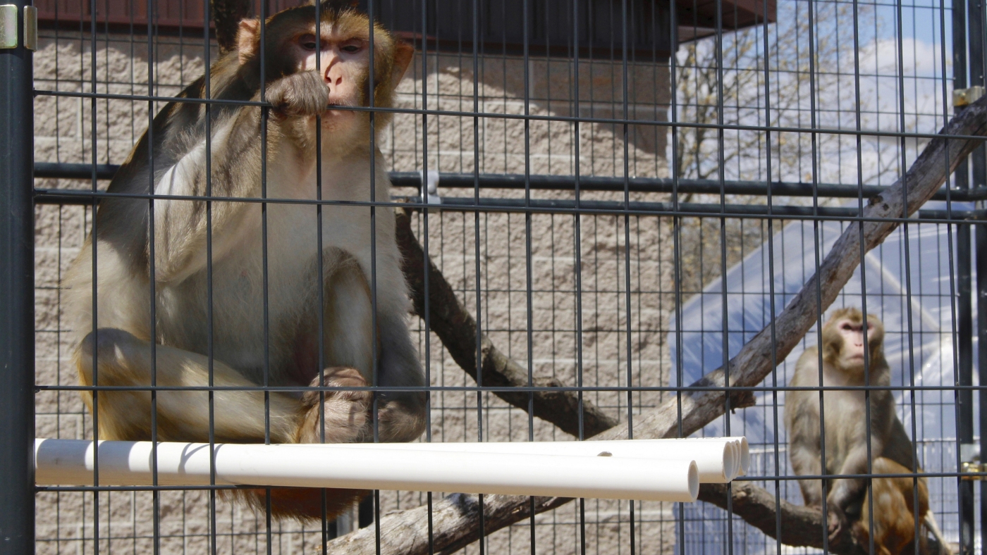 Over 40 monkeys escape from South Carolina research facility : NPR