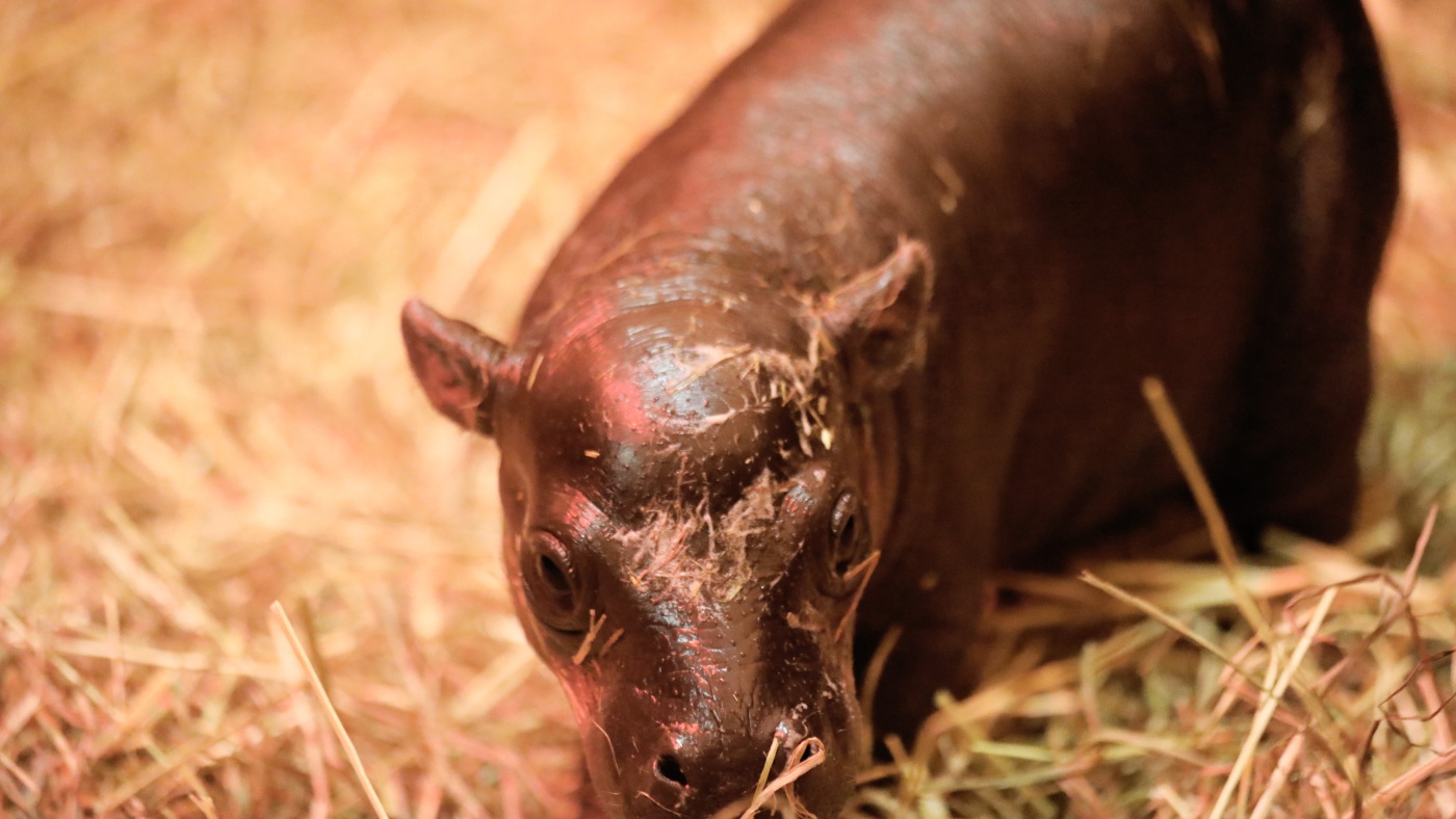 A pygmy hippo is born in Edinburgh : NPR